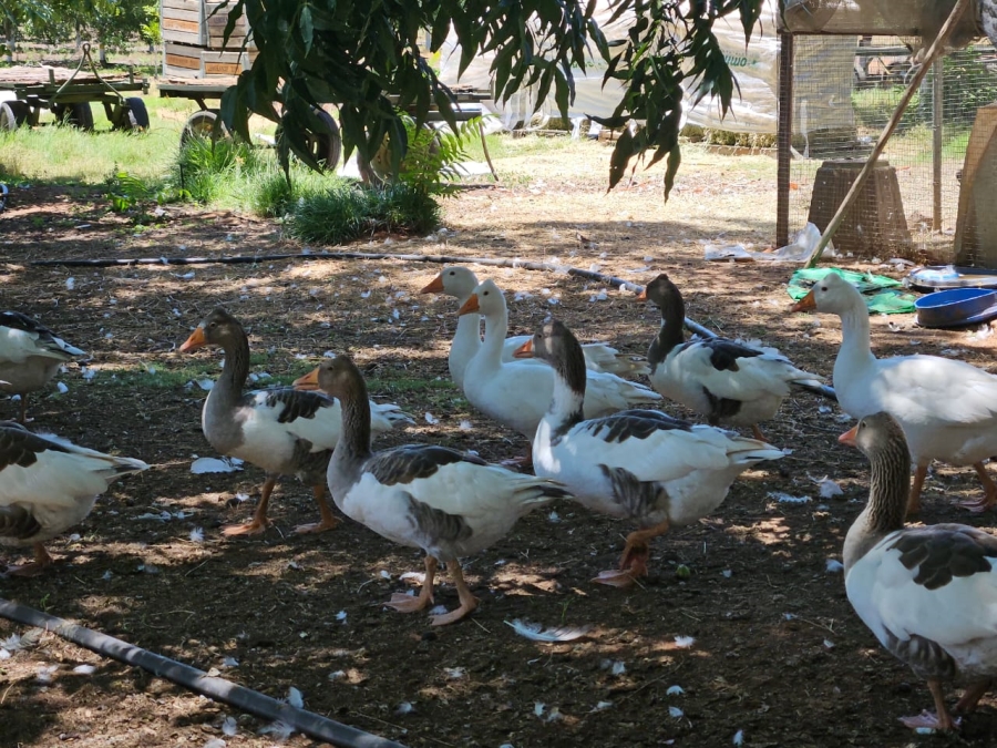 Commercial Property for Sale in Hartswater Rural Northern Cape